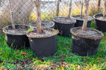 Young tree saplings planted in black plastic buckets, prepared for transplanting at a garden nursery.