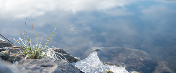 Winter bank landscape with ice floes on the water and aquatic plants on the bank. Horizontal background with ice texture.