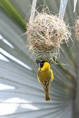 Webervogel beim Nestbau