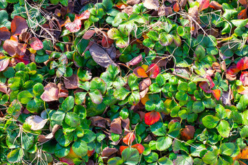 A close-up of garden strawberry leaves from above, showcasing a combination of bright green and seasonal red fall colors.