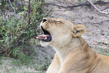 m&uuml;de L&ouml;win 