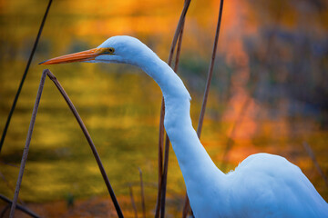 Dynamic sequence capturing a majestic Great Egret (Ardea alba) in action: stalking shallow waters at golden hour, striking with precision to catch its prey, and swallowing a fresh fish whole amid refl © Nino Coelho