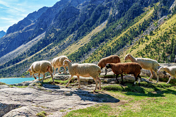 Sheeps Lac Gaube Gaube Lake