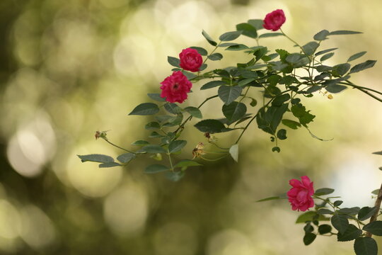 Rosas cor-de-rosa iluminadas pela luz suave da tarde diante de um fundo desfocado e luminoso.