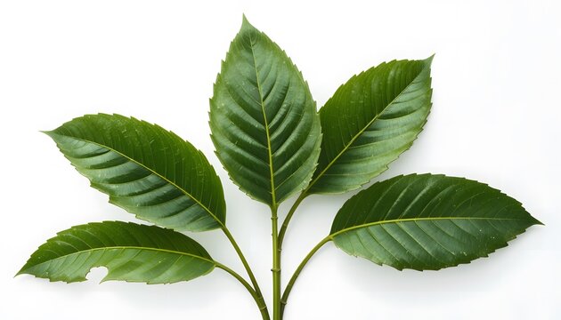 Lush green foliage from a healthy plant, showcasing nature's beauty on a crisp white backdrop. banaba