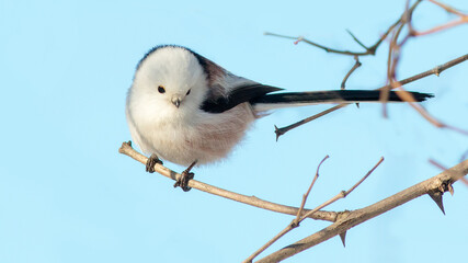 blue tit on branch