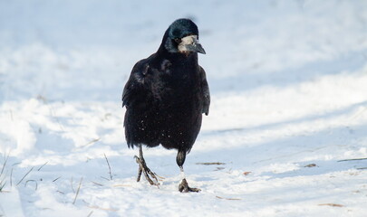 crow on the snow
