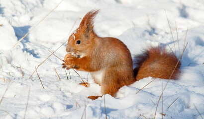 squirrel in the snow