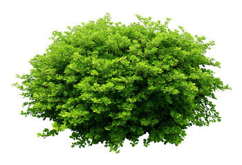 Fototapeta premium Lush green rounded bush with dense foliage and small leaves isolated on a transparent background green bush