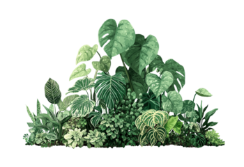 Lush green tropical foliage with large monstera leaves and variegated plants isolated on a transparent background