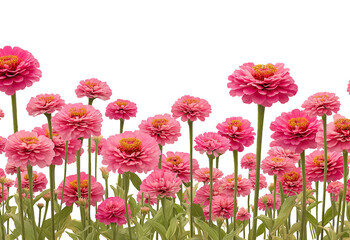 Abundant pink zinnia flowers with yellow centers bloom in a garden border isolated on a transparent background