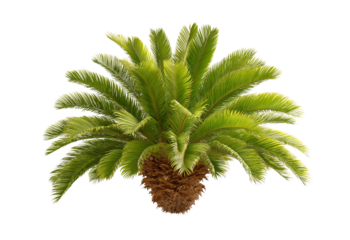 Sago palm plant with lush green fronds and textured brown trunk isolated on a transparent background