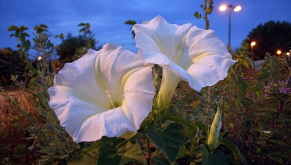 Large, white trumpet-shaped flowers bloom in the twilight, illuminated by streetlights, in garden bed