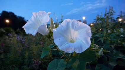 Close-up of white trumpet-shaped blooms with a backdrop of a twilight sky and greenery