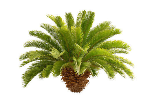 Sago palm plant with lush green fronds and textured brown trunk isolated on a transparent background