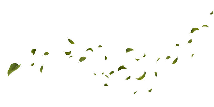 green grass with alpha channel/Green leaves floating and falling in the air, isolated on a white background, creating a fresh and natural botanical motion effect.