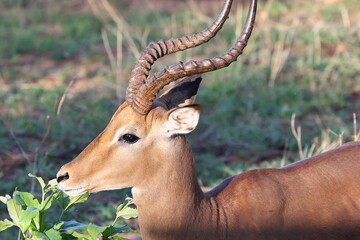 Gazelle 