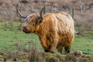 Highland Cow, Inverness, Scotland, UK