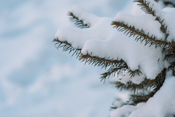Snow covered spruce branch against blue winter sky. High quality photo