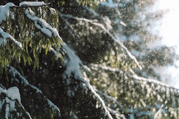 Snowy fir branches in sunlight, winter background. High quality photo