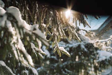 Sun flare through snowy spruce branches, winter background. High quality photo