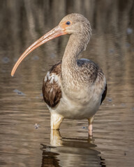 Obraz premium White Ibis perched and looking for food