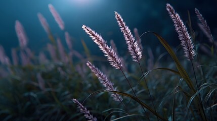 Obraz premium Feathery grass plumes gently illuminated by soft twilight light creating a serene atmosphere
