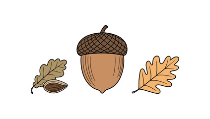 Autumn acorn and oak leaves in hand drawn style on white background