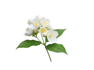 Fototapeta premium Elegant cluster of white jasmine flowers