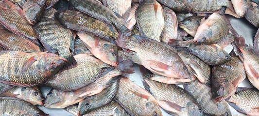 Obraz premium Nile tilapia is sold in the fresh fish market.