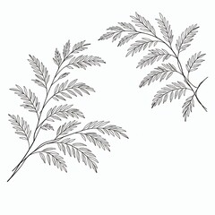 Ranting pakis halus di latar belakang putih untuk desain © Efrydo Sihotang