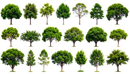 Fototapeta premium Collection of diverse green trees on white. Each has a unique shape and foliage density. Isolated elements