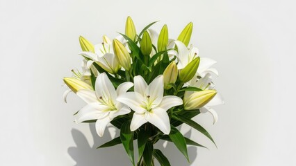 Beautiful white lily flowers in a vase on white background
