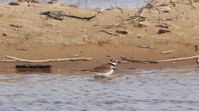 Two killdeer birds running and chasing each other on a sandy lake shore in spring