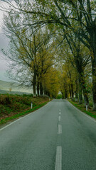 Fototapeta premium Perspective view of a quiet asphalt road winding through a tunnel of tall, golden autumn trees under a soft sky.