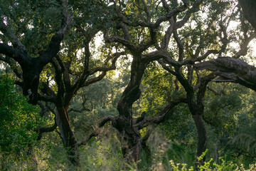 Fototapeta premium cork tree forest through the evening sunlight 