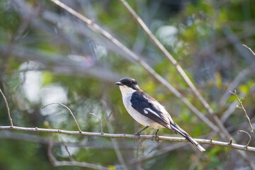 Obraz premium Fiscal Flycatcher perched on branch in the bush