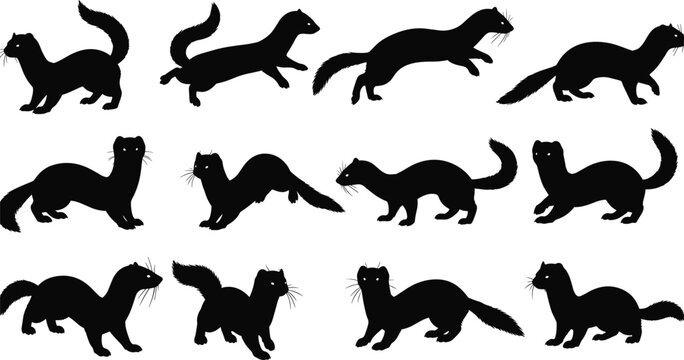 Collection of black silhouettes of weasels, ferrets, minks, and martens in various active poses and movements isolated on white background, vector illustration set.