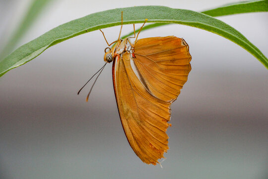 Julia (Dryas iulia) Butterfly upside down