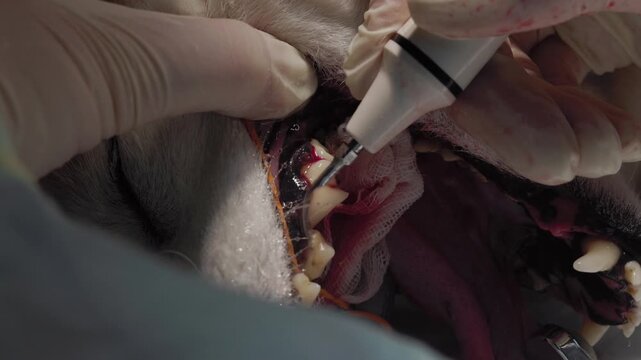 Veterinarian in surgical gloves performing a dental scaling procedure on a dog under anesthesia, using an ultrasonic scaler to meticulously remove tartar and plaque from the animal's teeth.