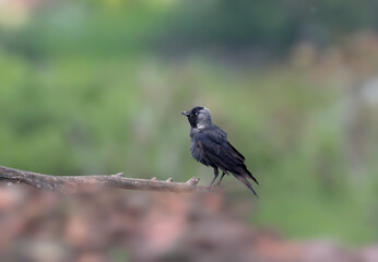 Obraz premium An adult western jackdaw (Coloeus monedula) is photographed perched on a raised platform against a beautiful blurred background.