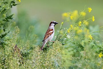 An adult male house sparrow (Passer domesticus) is photographed in extreme close-up, perched on a...