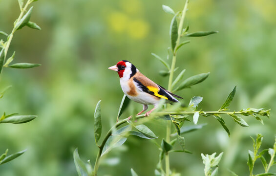 European goldfinch (Carduelis carduelis) close-up sitting on a green grass branch against a blurred background in soft light