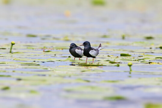 Single and group white-winged black terns (Chlidonias leucopterus) are photographed perched on aquatic vegetation leaves against a blurred background