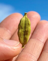 Close up of a Green Cardamom Pod Held Between Two Fingers Against a Bright Blue Sky Detailed Spice Macro View