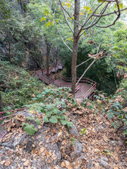 Winding Wooden Steps of Nature Trail in Dense National Park Forest.