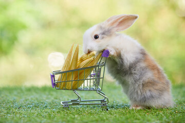 cute rabbit pushing shopping trolley cart and eating corn on a green grass