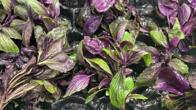 Close-Up of Fresh Basil Herbs Displayed on Market Shelves