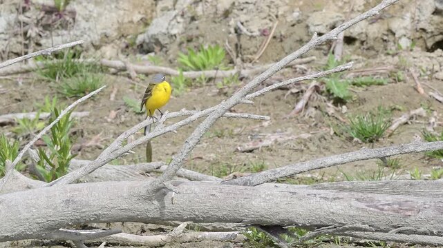 The western yellow wagtail (Motacilla flava)