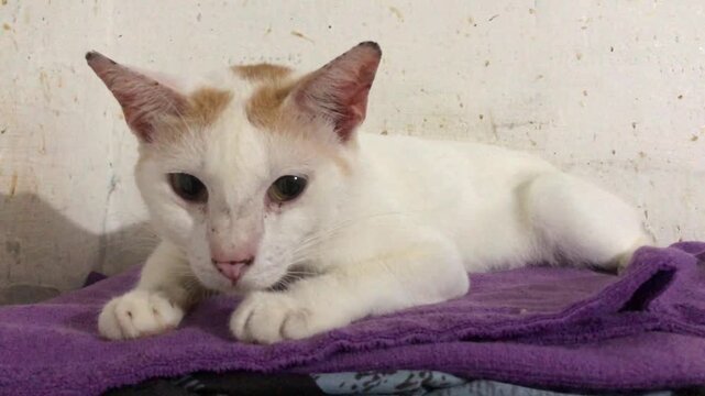 A white cat with orange markings on its head lies comfortably on a purple towel against a plain wall.